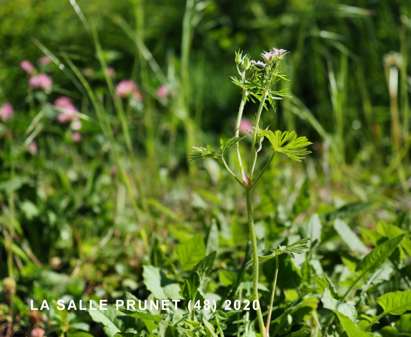 Cranesbill, Mountain plant